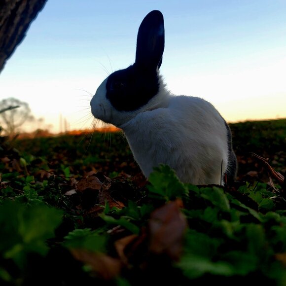 Meet your Posher, Maci - Picture 3 of 11